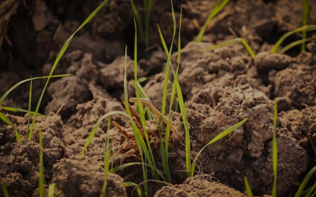 Coromandel set to take technology leap in Agriculture