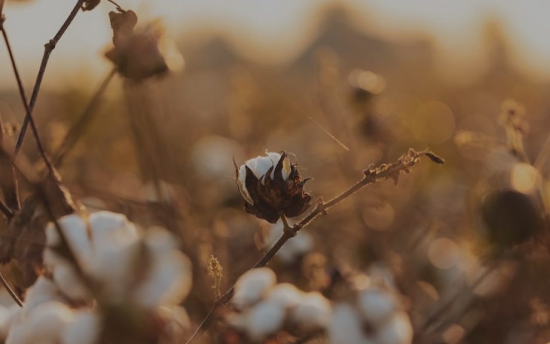 Know Your Farming – Cotton