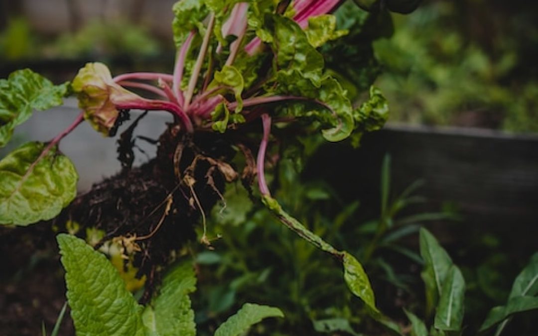 Organic Farming Techniques and Types